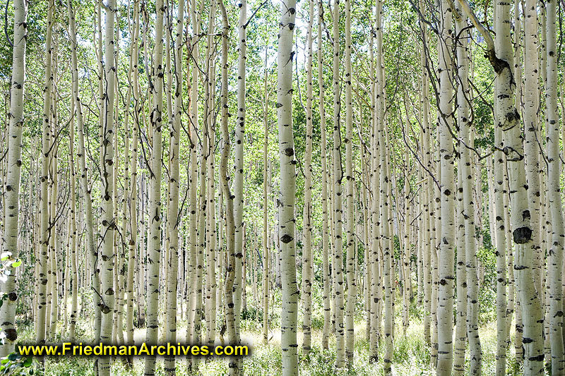 grove,forest,aspen,trunks,tree,texture,white,elm,